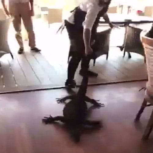 Girl Drags A Big Lizard By Her Tail In A Restaurant Full Of People