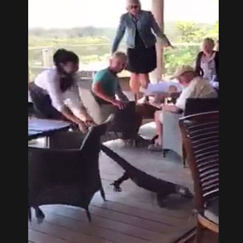 Girl Drags A Big Lizard By Her Tail In A Restaurant Full Of People