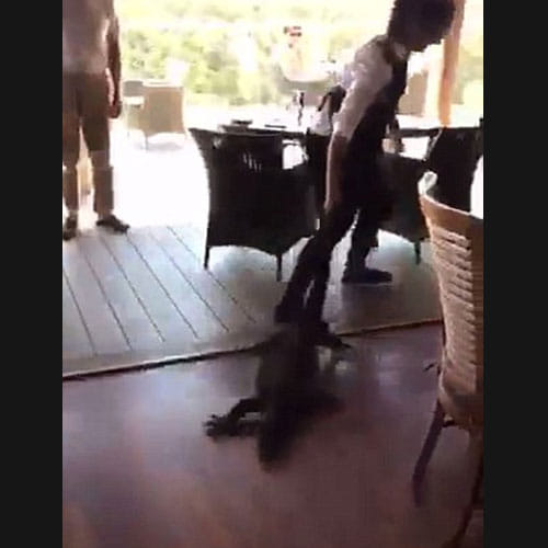 Girl Drags A Big Lizard By Her Tail In A Restaurant Full Of People