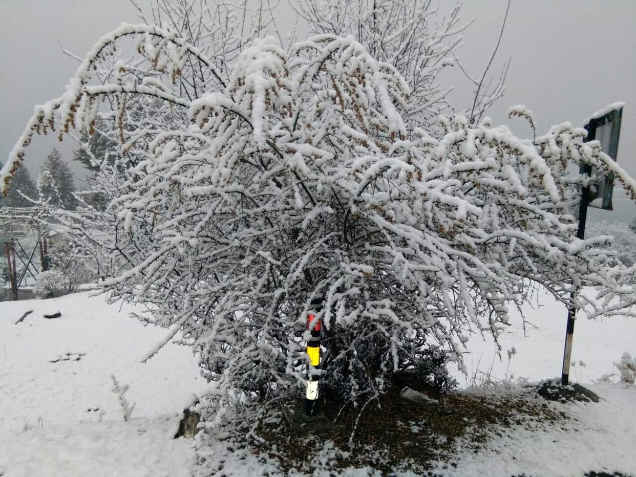 beautiful snowfall in auli