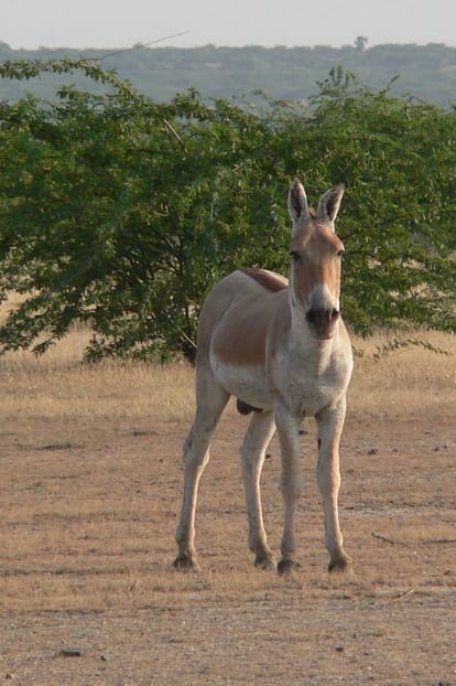 Know about indian Wild ass, Akhilesh commenting on this