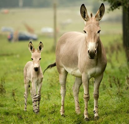 Know about indian Wild ass, Akhilesh commenting on this