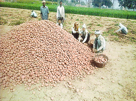 Weathering little longer than potatoes