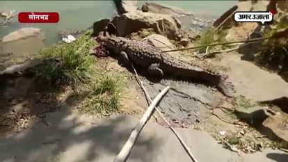 CROCODILE SEEN IN SONBHADRA 