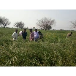 forest, animal, tow, women, injurd, villagers