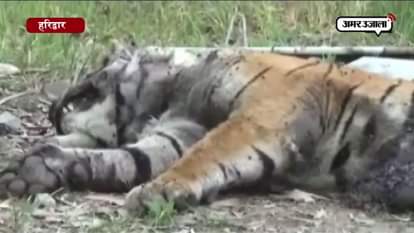 TIGER FOUND DEAD IN HARIDWAR
