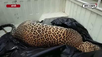 LEOPARD DEAD BODY FOUND IN PILIBHIT