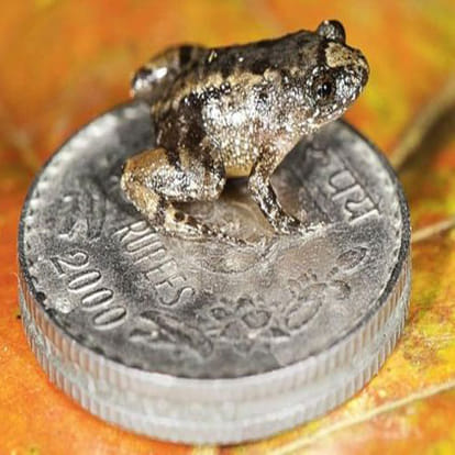 Scientist Found A New Species Of Frog In India