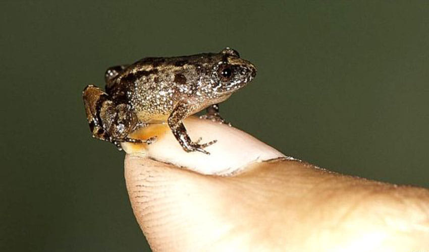 Scientist Found A New Species Of Frog In India