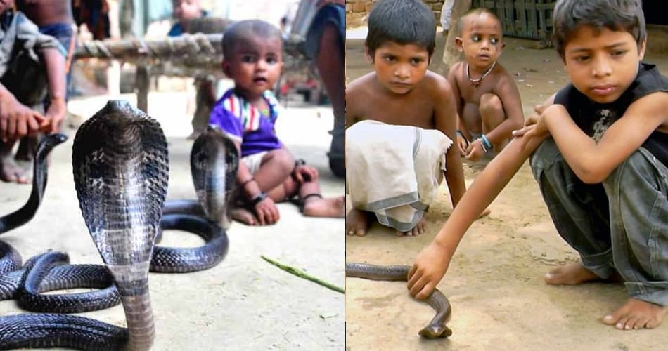 nag panchami 2017, unique tradition, no snake killing in haryana village 