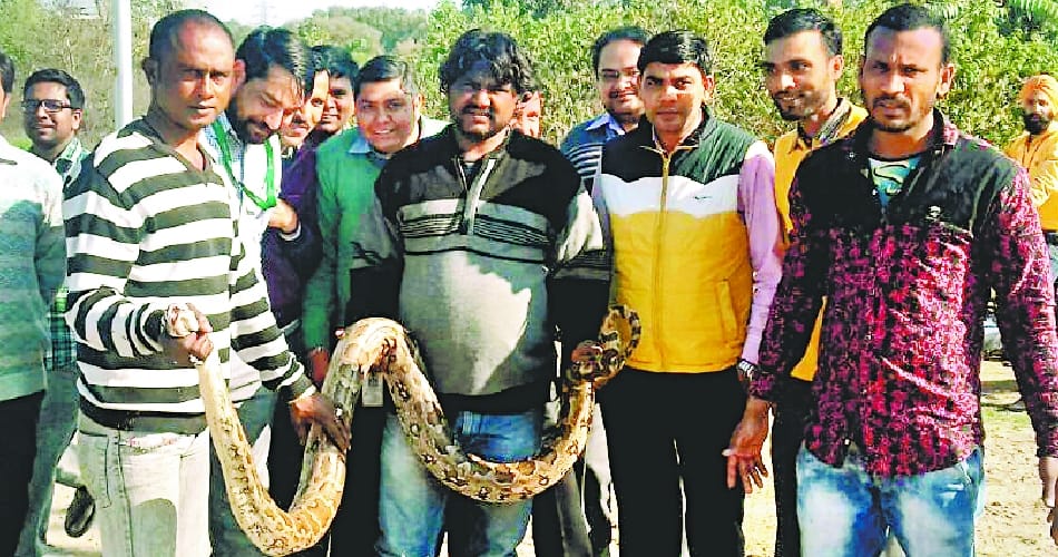 8 feet lon python was sitting on bank of road at chandigarh it park, people threatened