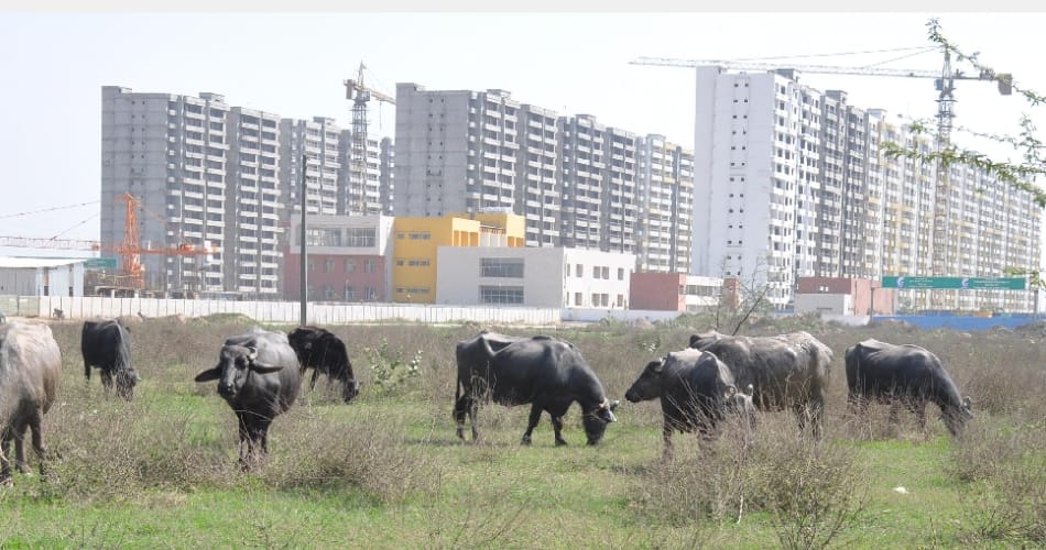 East Apartments mohali, mohali news