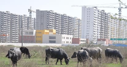 East Apartments mohali, mohali news