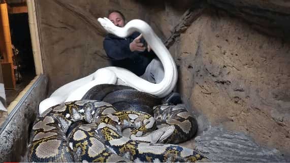 the man in to the cage of python 
