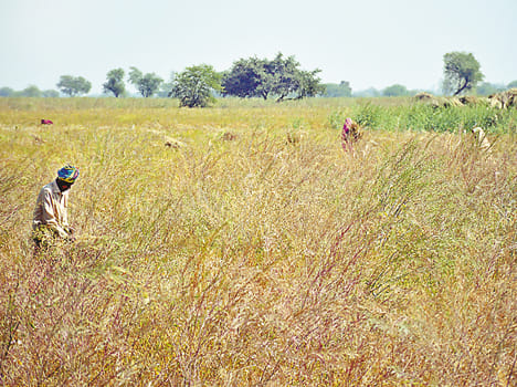 Farmers continued to harvest, did not vote
