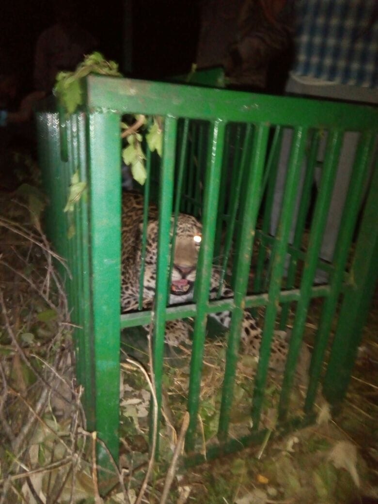 Man-eating Lapd cage