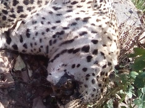 leopard death due to hit by vehicle in swarghat bilaspur.