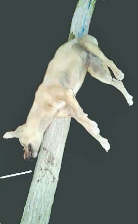 Public administration came into action when two dogs killed