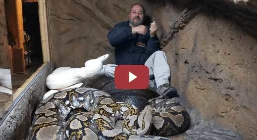 the man in to the cage of python 