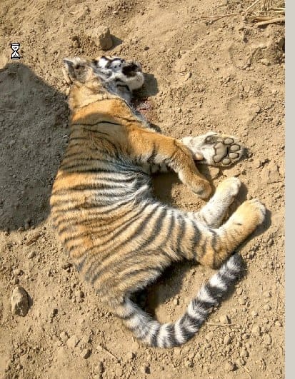 Maheshpur found in woods The body of the tigress cub