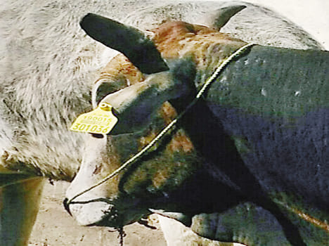 The gelding began operations