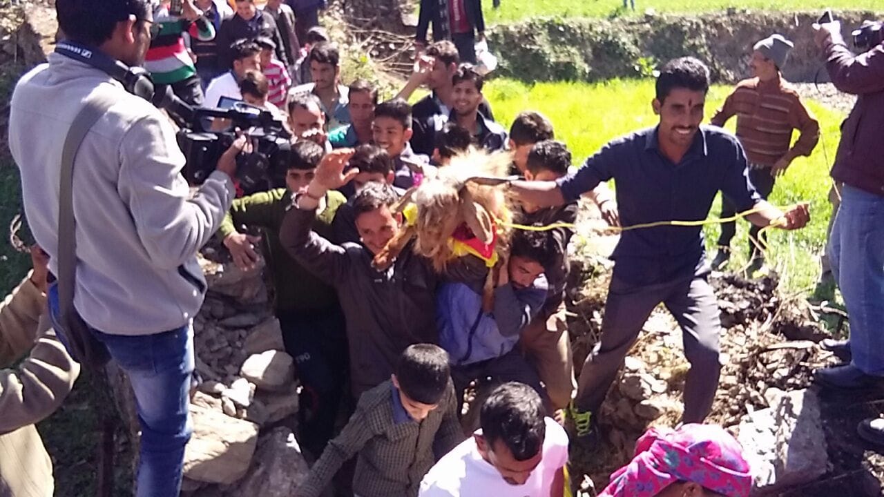 Goat marriage in dhanaulti uttarakhand