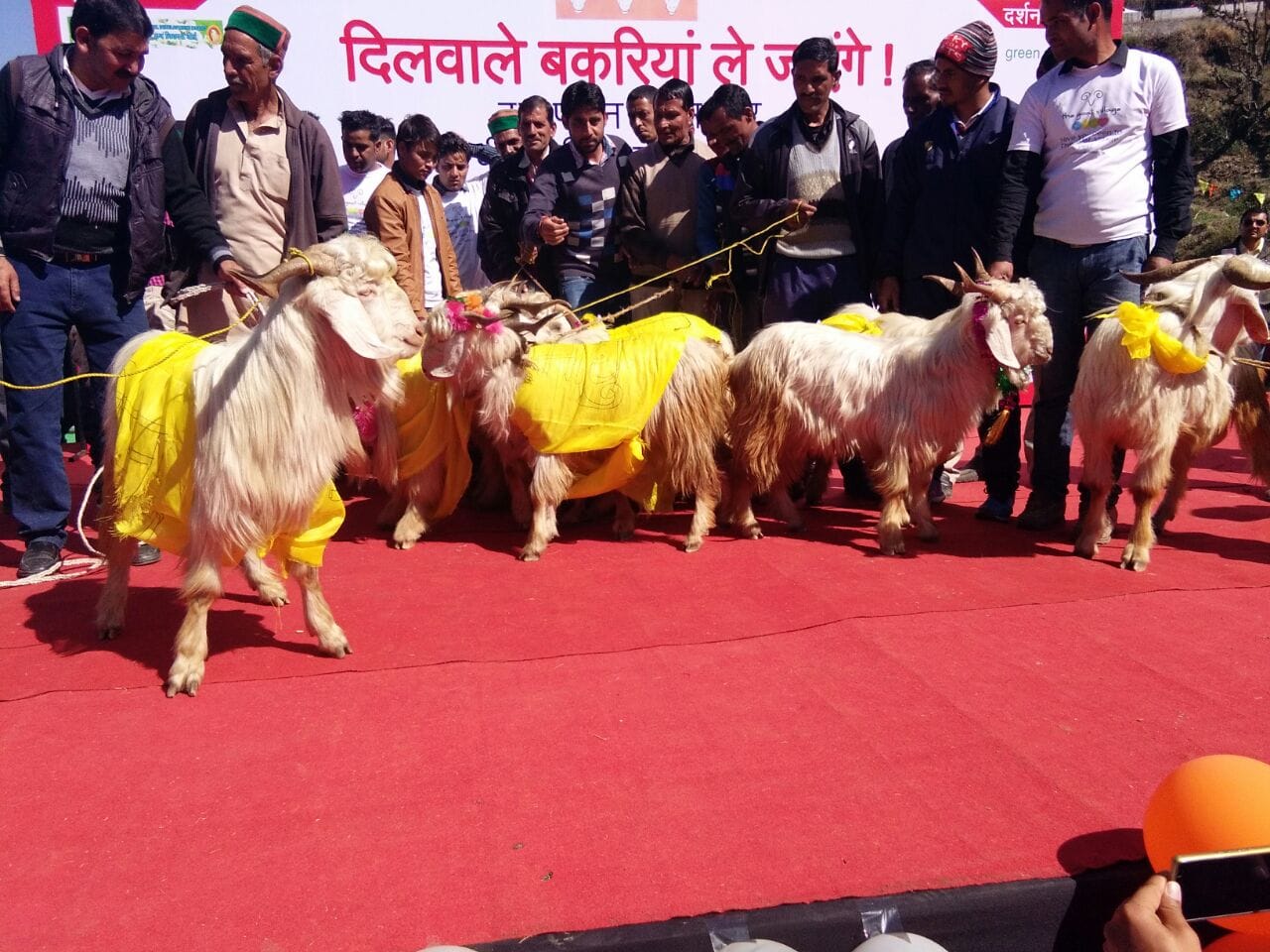 Goat marriage in dhanaulti uttarakhand