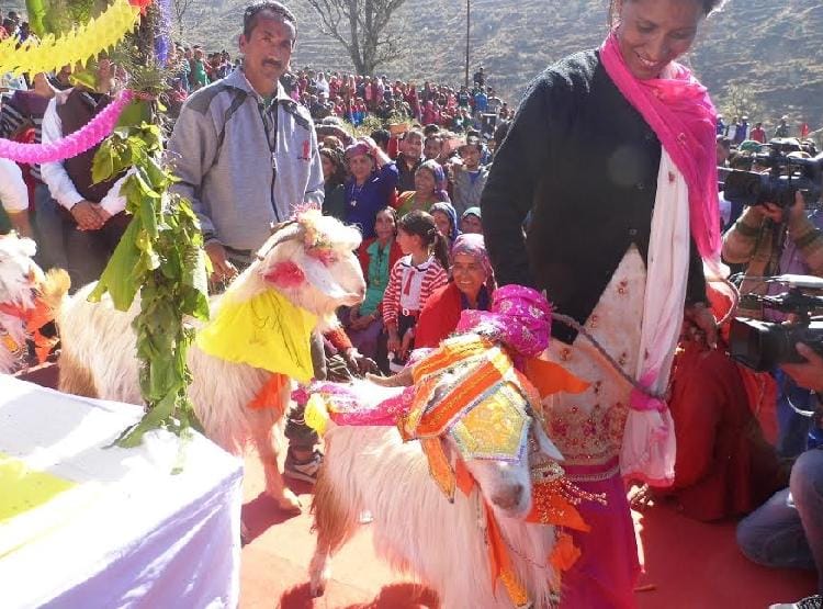 Goat marriage in dhanaulti uttarakhand