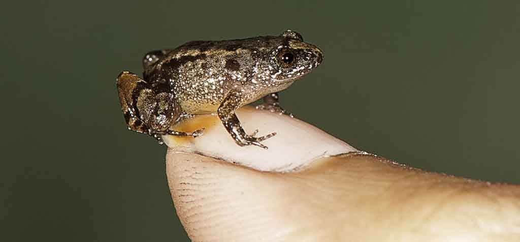 Meet the frog that can sit on a thumbnail, discovered in India
