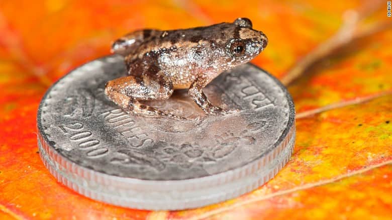 Meet the frog that can sit on a thumbnail, discovered in India
