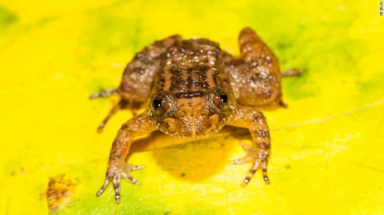 Meet the frog that can sit on a thumbnail, discovered in India