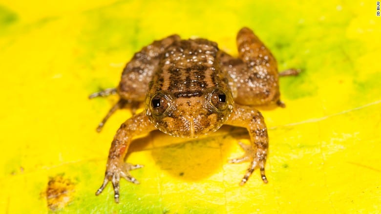 Meet the frog that can sit on a thumbnail, discovered in India