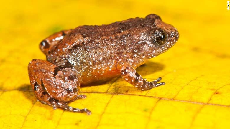 Meet the frog that can sit on a thumbnail, discovered in India