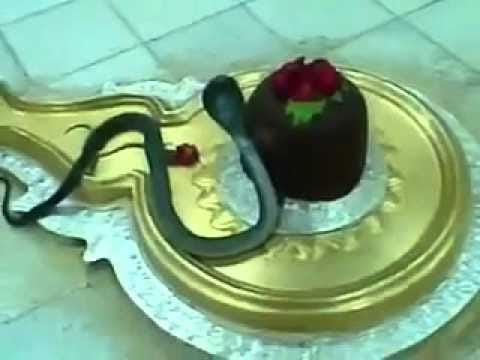 maha shivratri special, unique temple of lord shiva, where couple of snake worshipped shiv