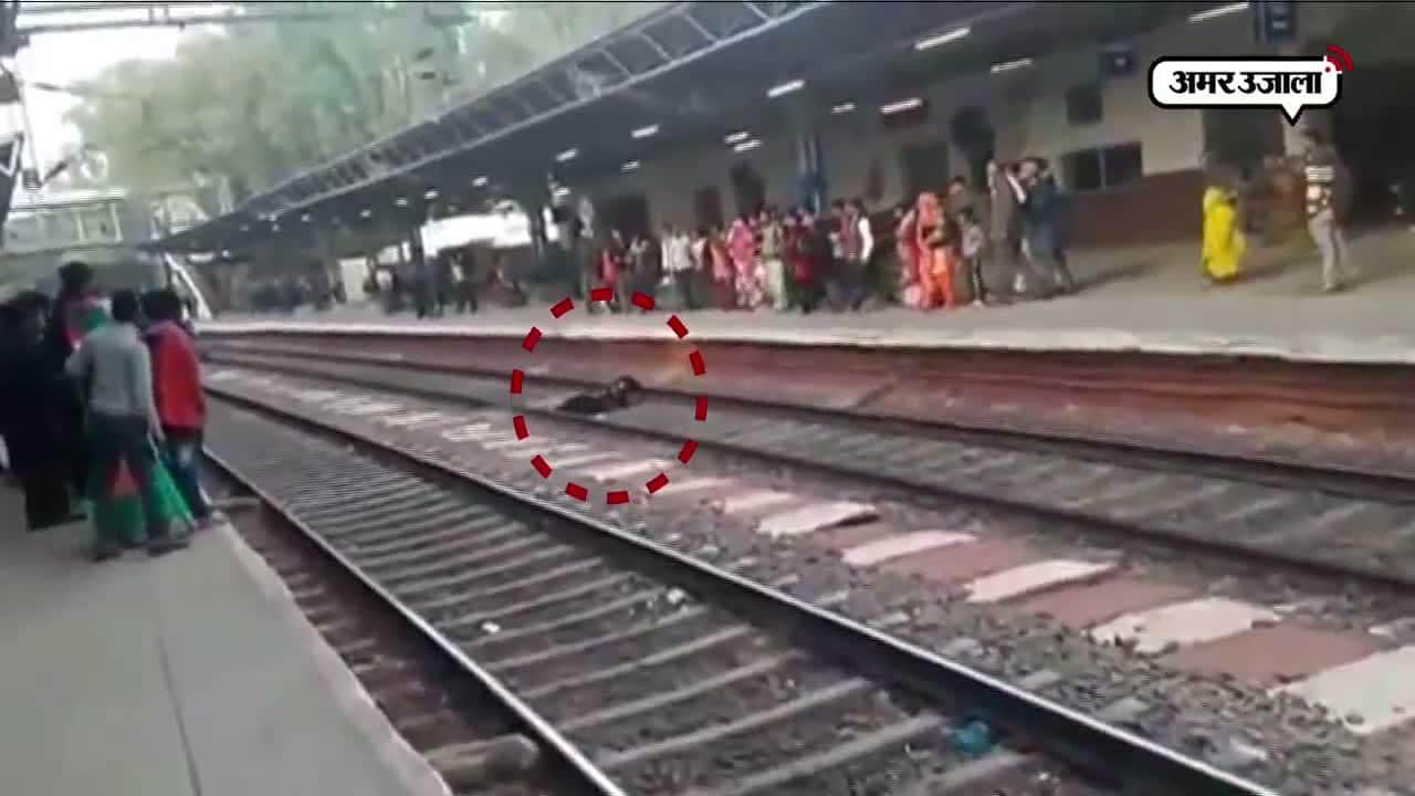 वायरल वीडियो