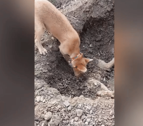 dog burying its dead brother after he's hit by a car.