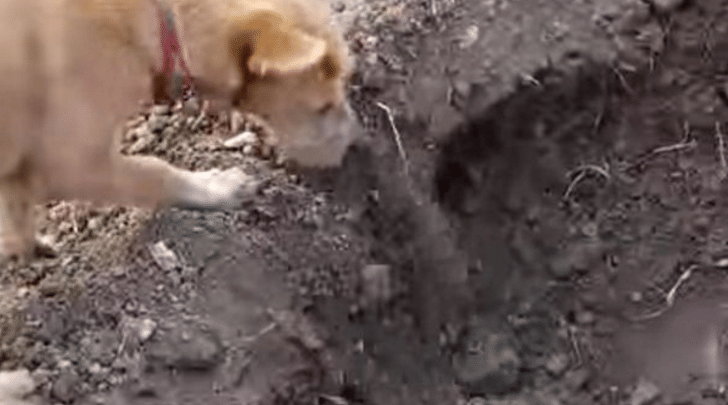 dog burying its dead brother after he's hit by a car.