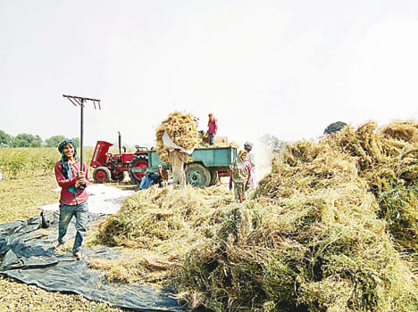 Weather and insect killing, reduced yields