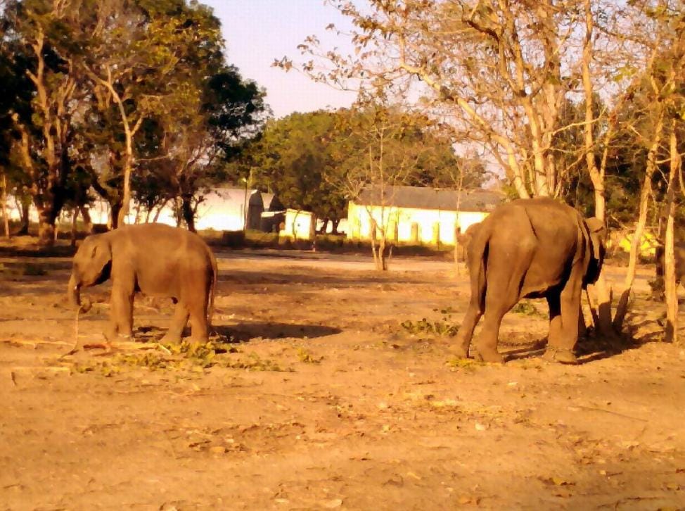 mysore elephant in security of corbett tiger reserve