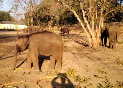 mysore elephant in security of corbett tiger reserve