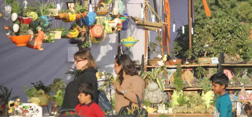 plants which reduces pollution are limelight of flower show in noida