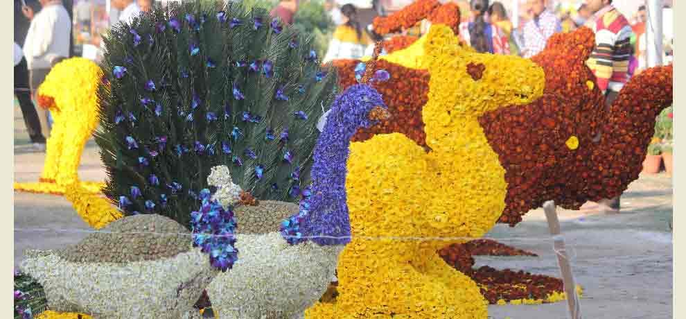 plants which reduces pollution are limelight of flower show in noida