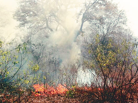 Kalinjar Fort forest fire