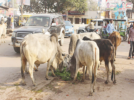 Now passers disaster for cattle Anna