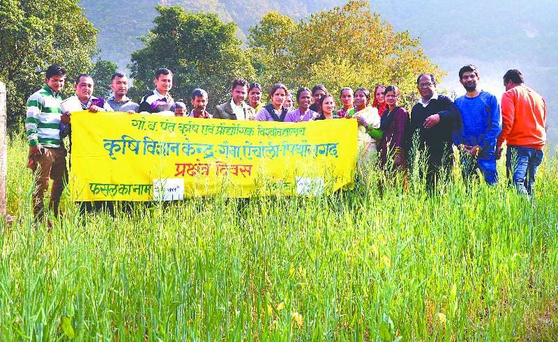 Pant yellow mustard species of birds damage