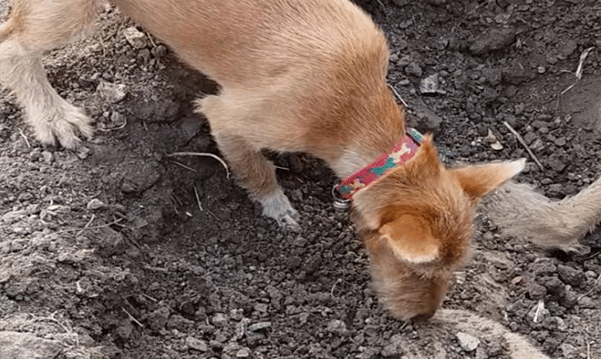 dog burying its dead brother after he's hit by a car.