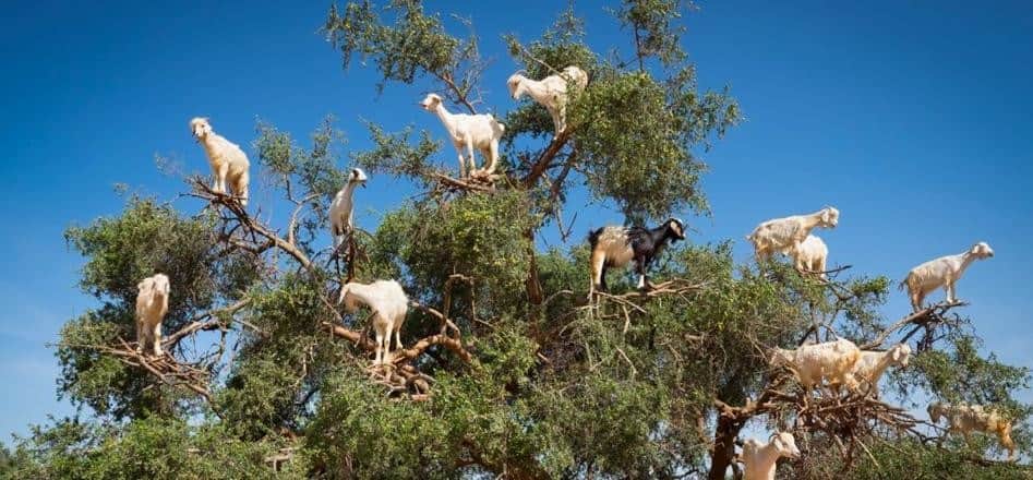 The Tree Goats of Morocco