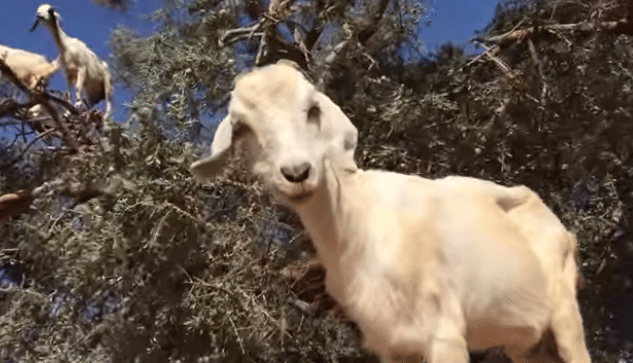 The Tree Goats of Morocco
