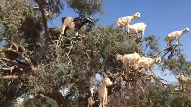 The Tree Goats of Morocco