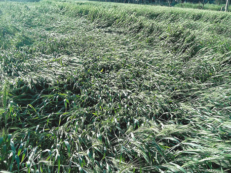 The winds were withered crops
